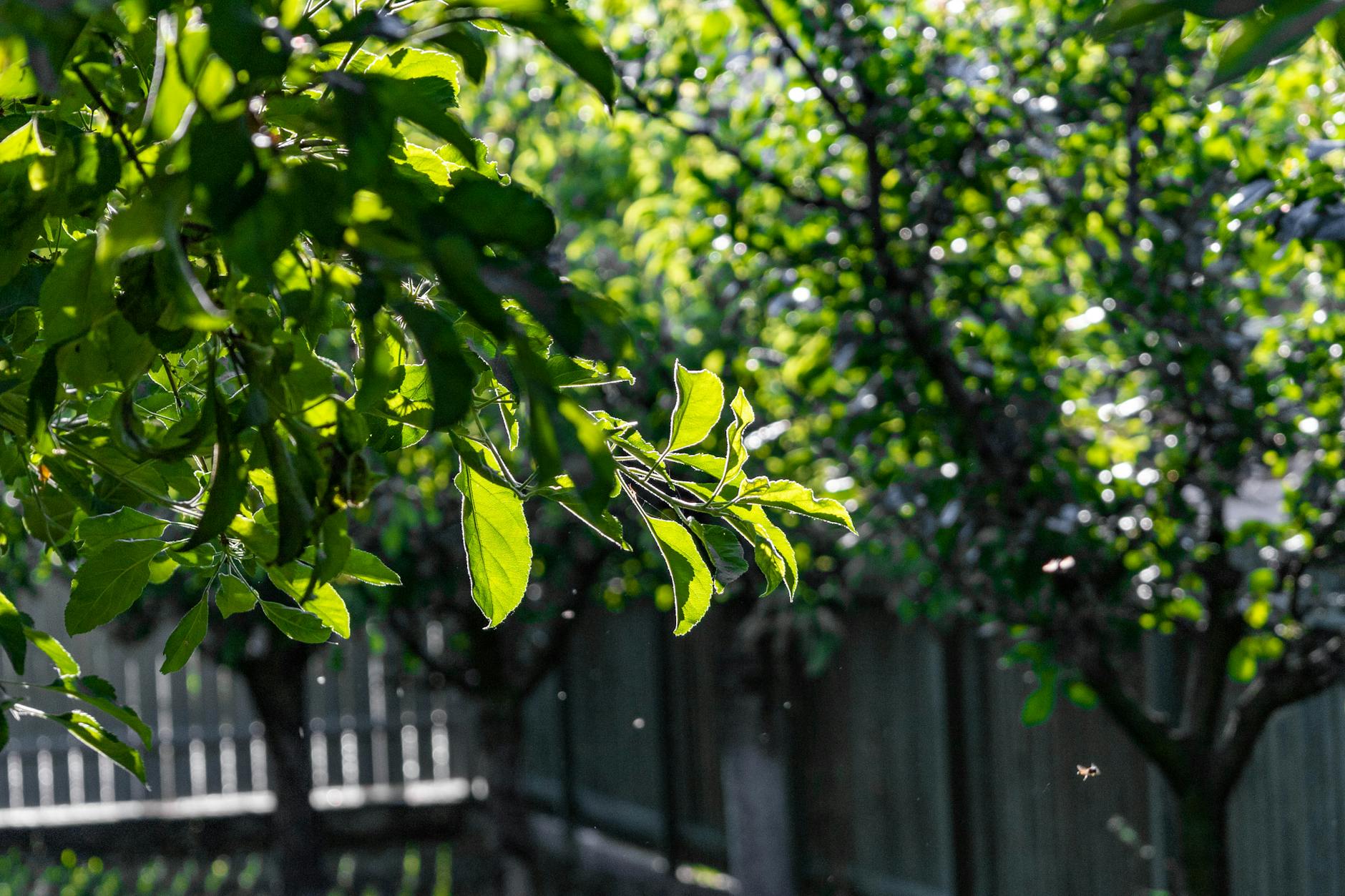 Zielone liście w letnim słońcu w zacisznym leśnym ogrodzie